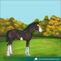 Horse Color:White Spotted Brown Snowflake Varnish