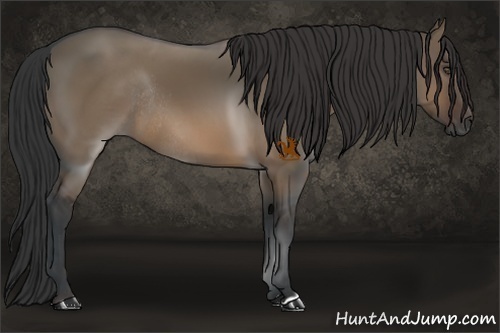 Horse Color:Brown Dun Rabicano 