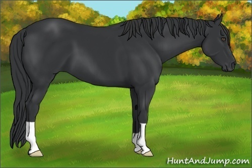 Horse Color:Black 