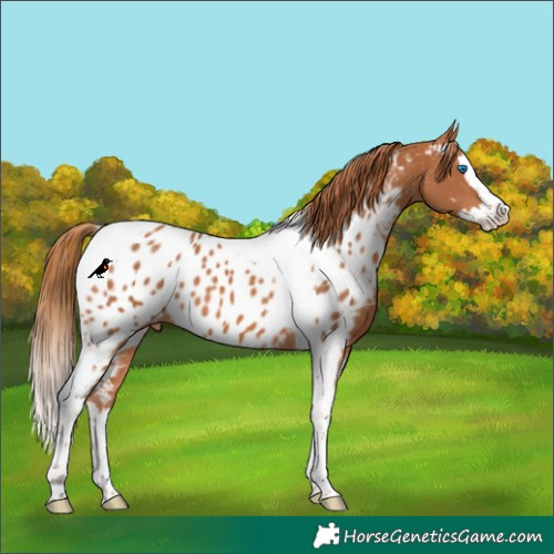 Horse Color:Chestnut Splash Tobiano Appaloosa 