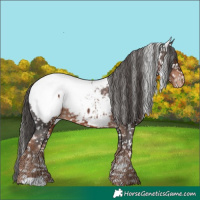 Horse Color:White Spotted Liver Chestnut Snowcap