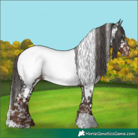 Horse Color:White Spotted Liver Chestnut Appaloosa 