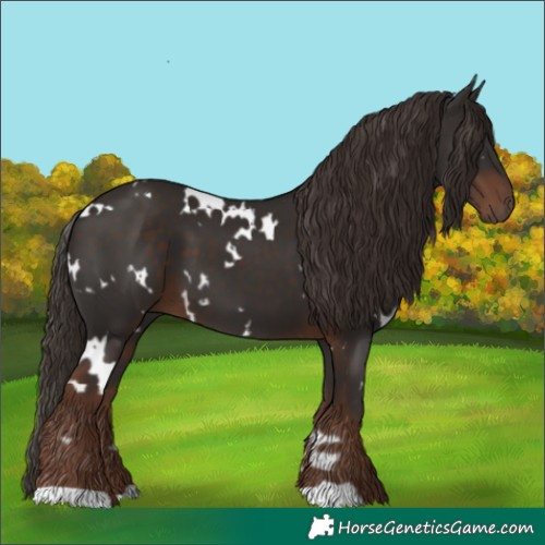 Horse Color:White Spotted Liver Chestnut 