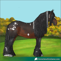 Horse Color:White Spotted Brown