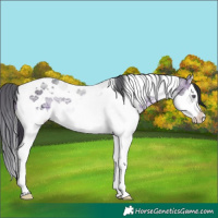 Horse Color:Brown Chinchilla Ice Splash Tobiano 
