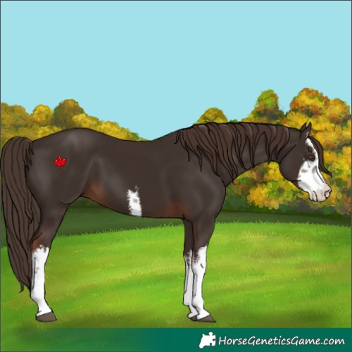 Horse Color:White Spotted Liver Chestnut 