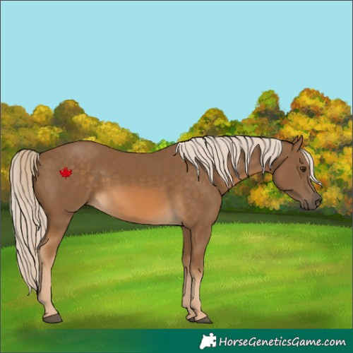 Horse Color:Chocolate Palomino 