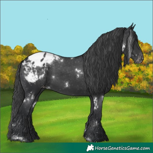 Horse Color:White Spotted Black Appaloosa 