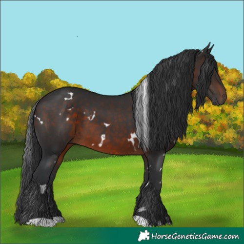 Horse Color:White Spotted Brown 