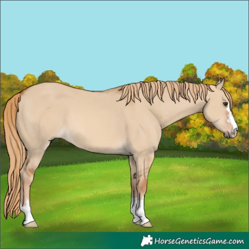 Horse Color:Red Dun