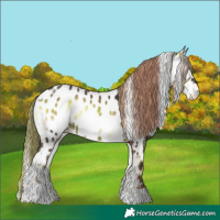 Horse Color:White Spotted Liver Red Onyx Appaloosa
