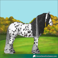 Horse Color:Brown Appaloosa Rabicano