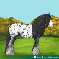 Horse Color:Black Sabino Appaloosa 