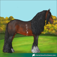 Horse Color:Brown Sabino