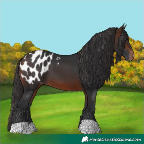 Horse Color:Brown Appaloosa 