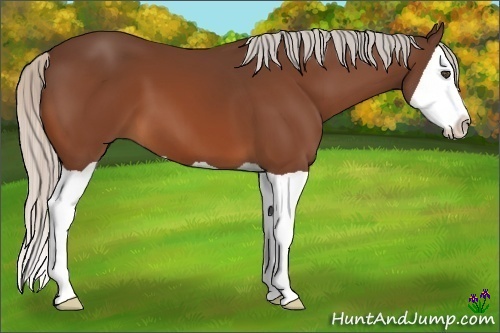 Horse Color:Unknown 