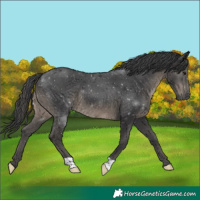 Horse Color:Black 