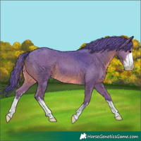 Horse Color:Watercolor White Spotted Black
