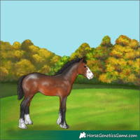 Horse Color:Brown Sabino