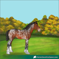 Horse Color:Brown Tobiano Rabicano and Brown Sabino