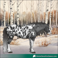 Horse Color:Black Splash Tobiano Appaloosa 