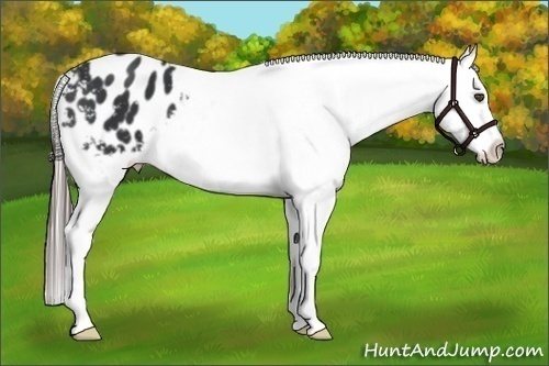 Horse Color:Black Appaloosa 