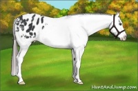 Horse Color:Black Appaloosa 