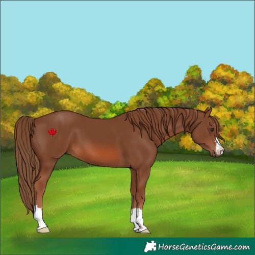 Horse Color:Chestnut 