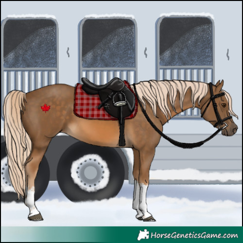 Horse Color:White Spotted Chocolate Palomino 