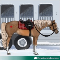 Horse Color:White Spotted Chocolate Palomino 