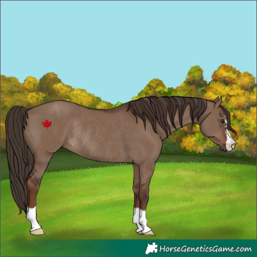 Horse Color:Liver Red Dun Rabicano 