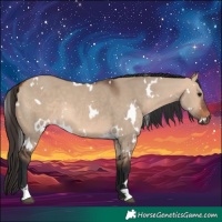 Horse Color:White Spotted Bay Dun 