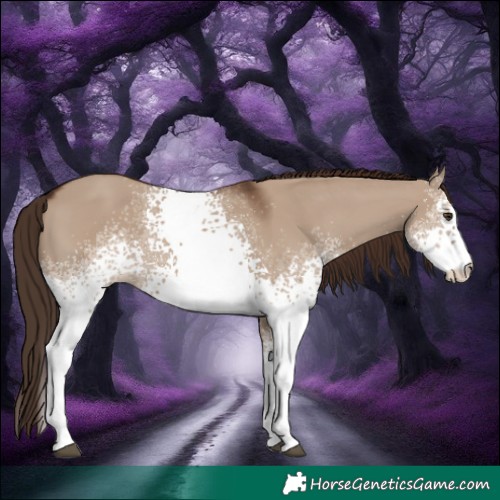Horse Color:White Spotted Liver Red Dun 