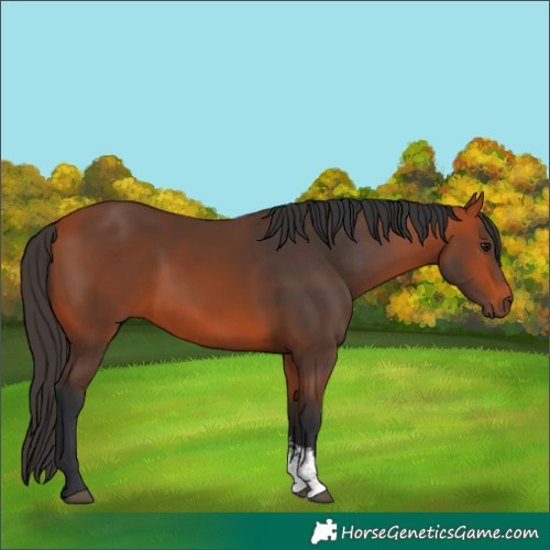 Horse Color:Bay Sabino 