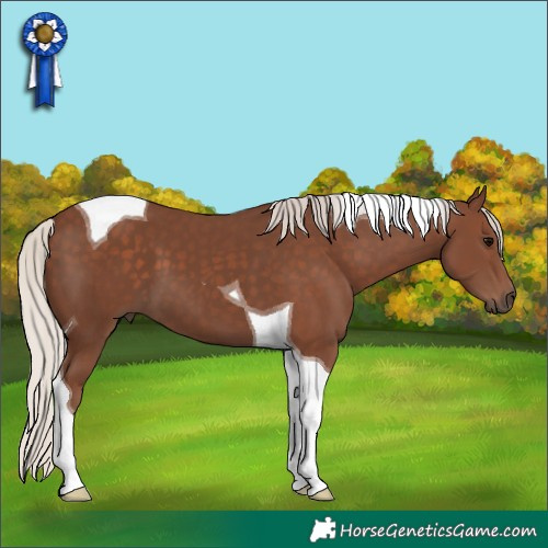 Horse Color:Silver Black Tobiano 