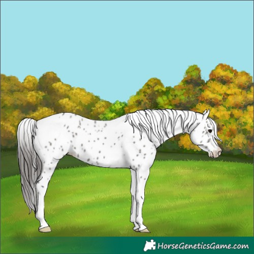 Horse Color:Grullo Tobiano Leopard