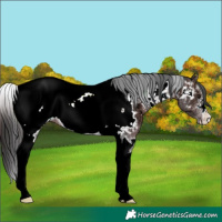 Horse Color:Brown Ice Tobiano Snowcap 