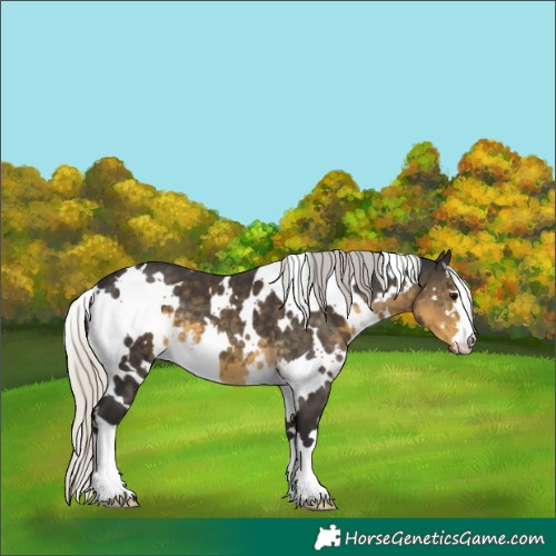 Horse Color:White Spotted Silver Smoky Black