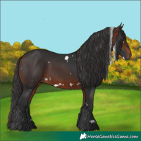 Horse Color:White Spotted Bay