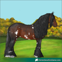 Horse Color:White Spotted Brown 