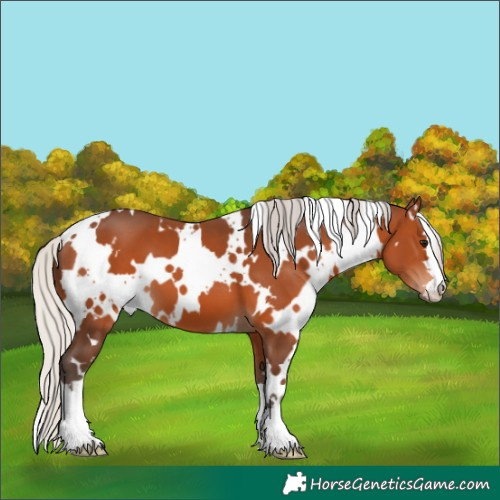 Horse Color:White Spotted Silver Brown 