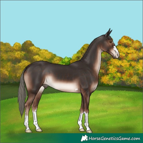 Horse Color:Liver Chestnut Mushroom 