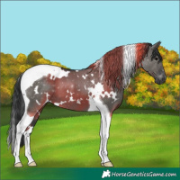 Horse Color:White Spotted Grullo Tobiano