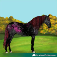 Horse Color:Void Painted Black Tobiano 