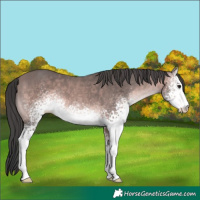 Horse Color:Platinum White Spotted Bay 
