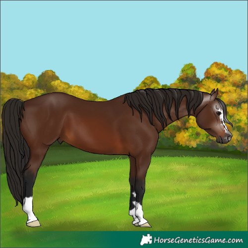 Horse Color:Gray Bay 