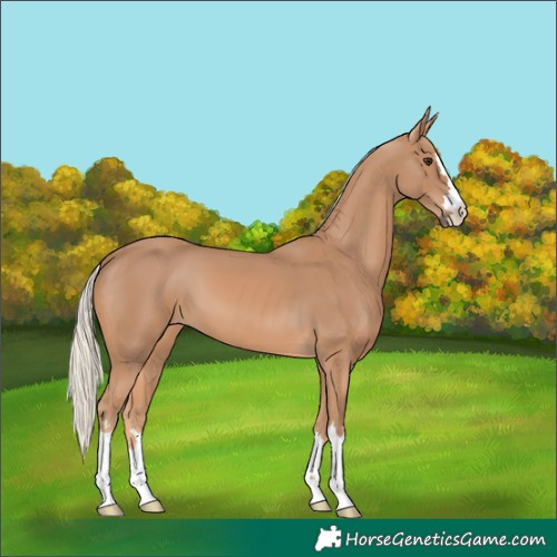 Horse Color:Chestnut Mushroom 