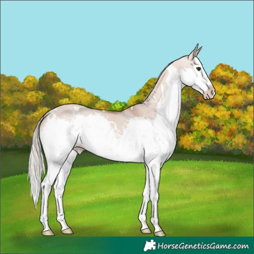 Horse Color:White Spotted Red Dun Mushroom Splash 