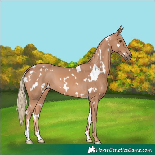 Horse Color:White Spotted Chestnut Mushroom 