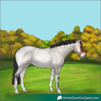 Horse Color:Brown Roan Onyx Rabicano 